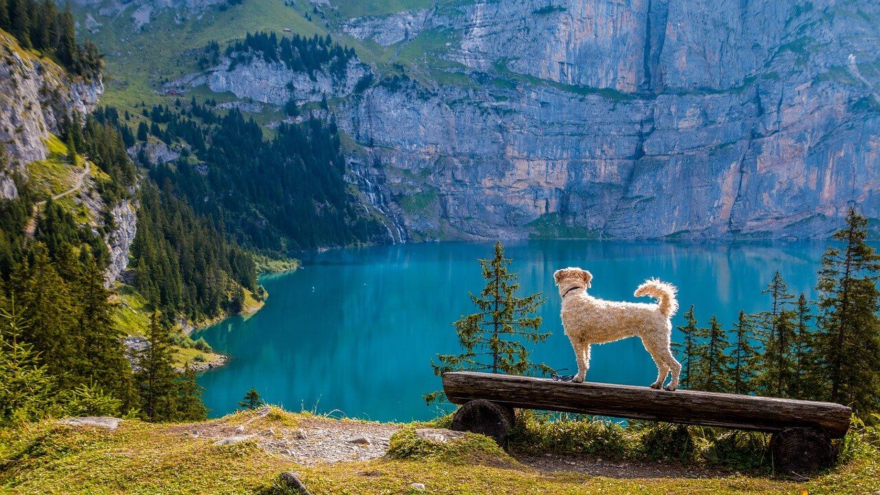 Outlook Mountain Lake Bank Dog - TeeFarm / Pixabay